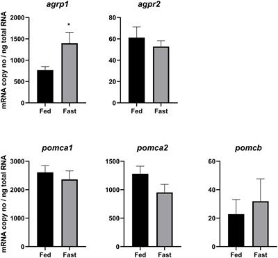 Hypothalamic agrp and pomc mRNA Responses to Gastrointestinal Fullness and Fasting in Atlantic Salmon (Salmo salar, L.)
